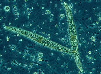 Ormus Minerals Marine Phytoplankton